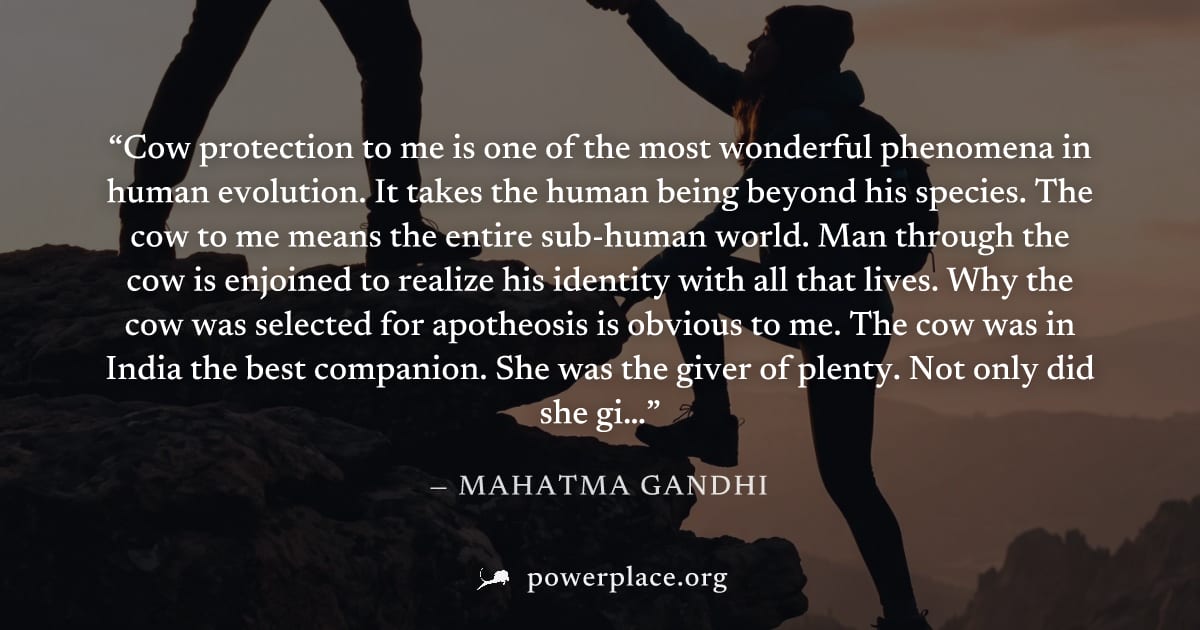 "Cow protection to me is one of the most wonderful phenomena in human evolution. It takes the human being beyond his species. The cow to me means the entire sub-human world. Man through the cow is enj