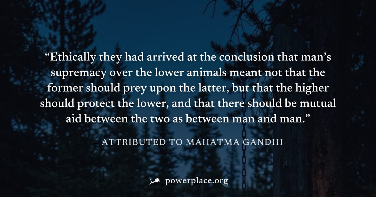 "Ethically they had arrived at the conclusion that man’s supremacy over the lower animals meant not that the former should prey upon the latter, but that the higher should protect the lower, and that 