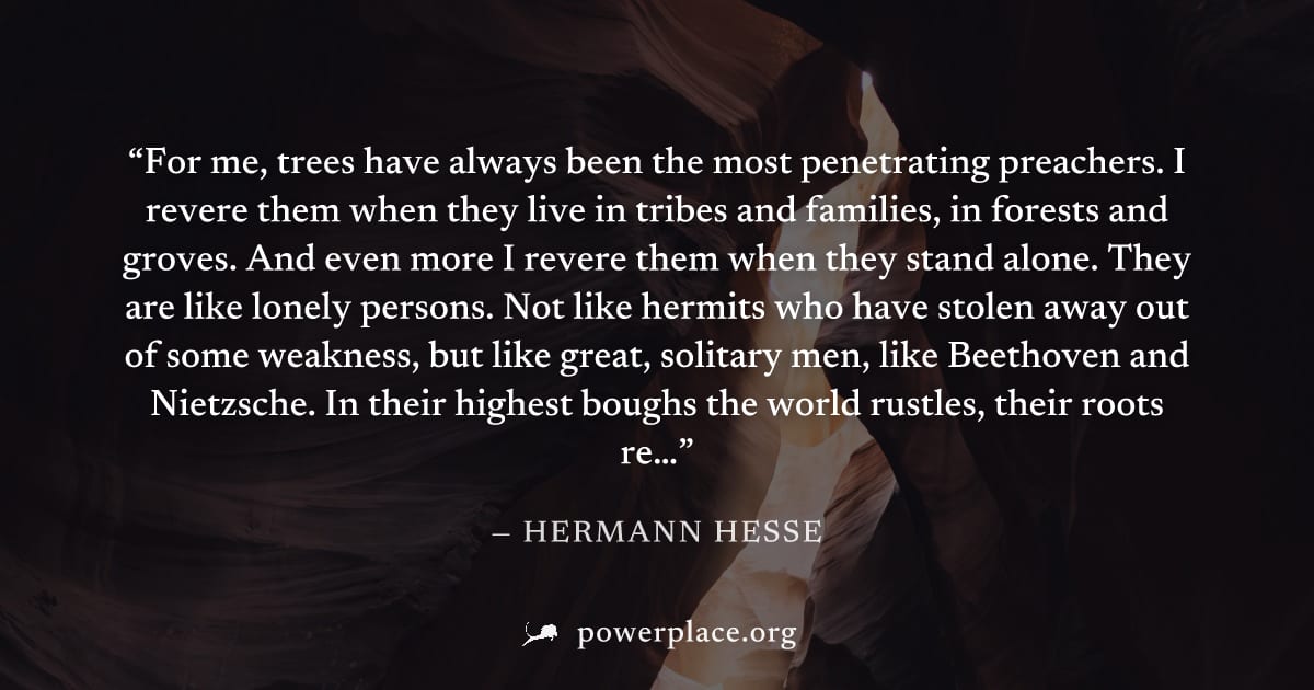 "For me, trees have always been the most penetrating preachers. I revere them when they live in tribes and families, in forests and groves. And even more I revere them when they stand alone. They are 