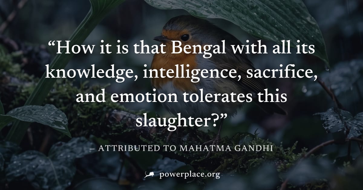 "How it is that Bengal with all its knowledge, intelligence, sacrifice, and emotion tolerates this slaughter?" — Attributed to Mahatma Gandhi