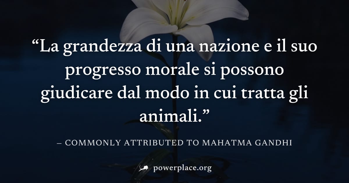 "La grandezza di una nazione e il suo progresso morale si possono giudicare dal modo in cui tratta gli animali." — Commonly attributed to Mahatma Gandhi