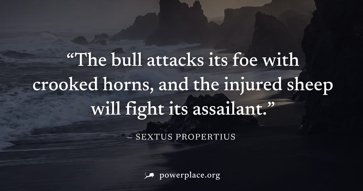 "The bull attacks its foe with crooked horns, and the injured sheep will fight its assailant." — Sextus Propertius