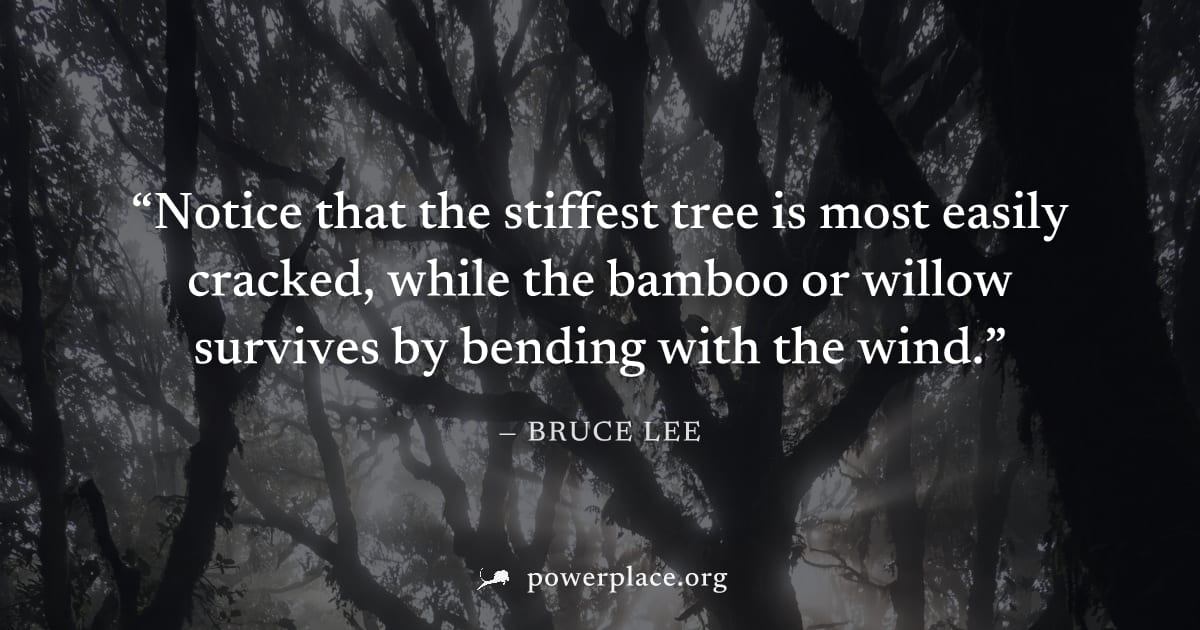"Notice that the stiffest tree is most easily cracked, while the bamboo or willow survives by bending with the wind." — Bruce Lee