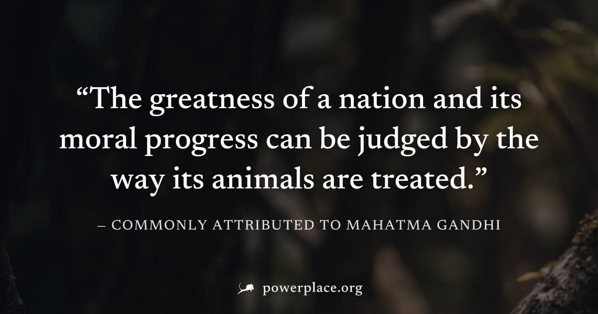 "The greatness of a nation and its moral progress can be judged by the way its animals are treated." — Commonly attributed to Mahatma Gandhi