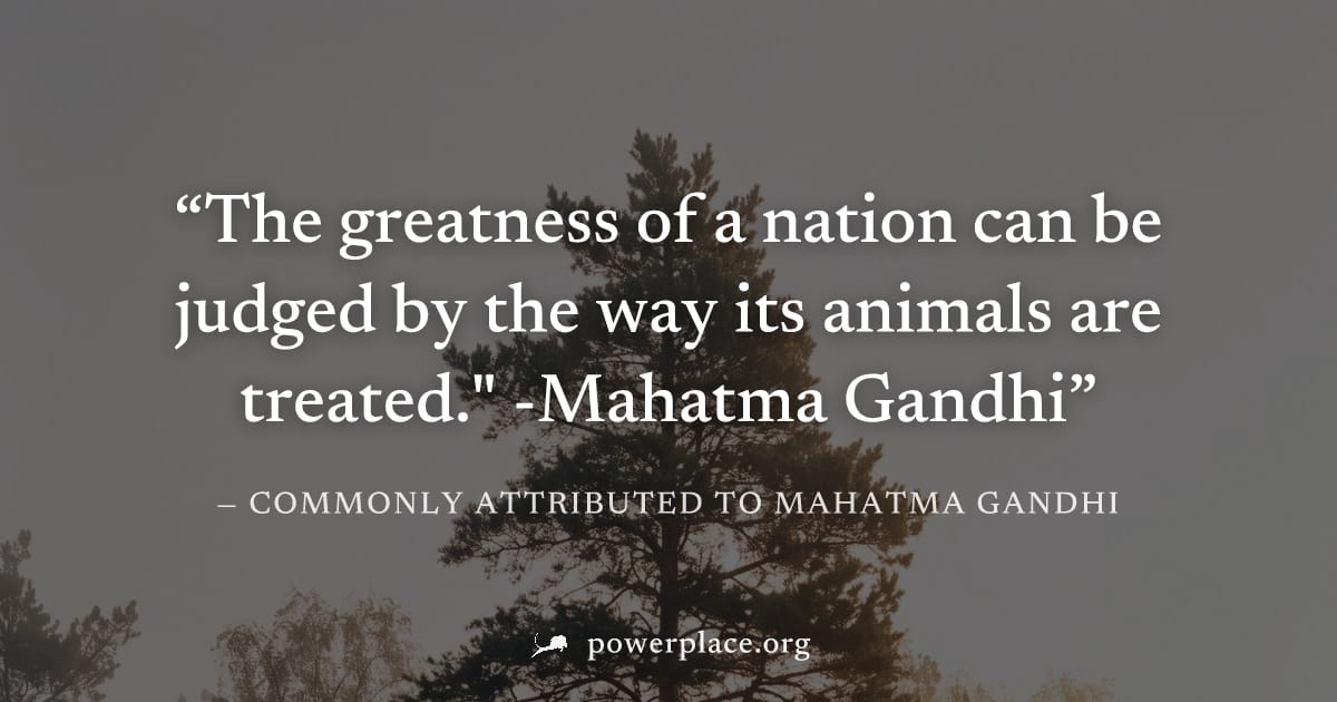 "The greatness of a nation can be judged by the way its animals are treated." -Mahatma Gandhi" — Commonly attributed to Mahatma Gandhi