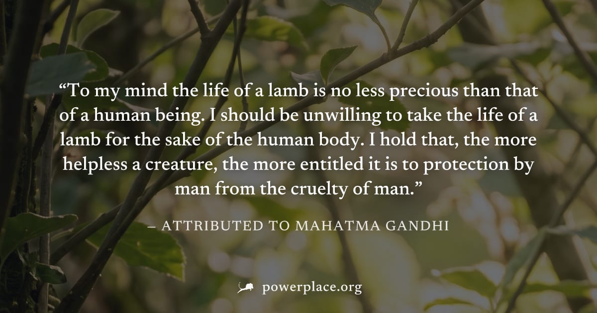 "To my mind the life of a lamb is no less precious than that of a human being. I should be unwilling to take the life of a lamb for the sake of the human body. I hold that, the more helpless a creatur